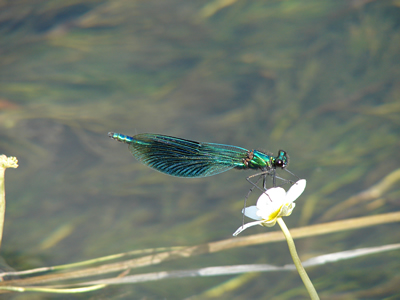 River Avon damselfly